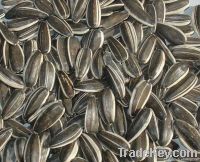 buy sunflower seeds 5009  ( 280-320pcs/50g)