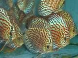 Discus fish (for sale)