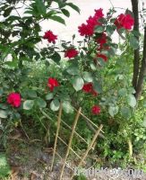 Bambo ladder / bamboo stick for clematis