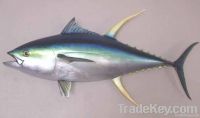 Fish Products (Tuna & Reef Fish