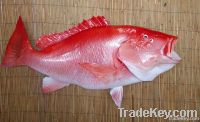 Reef Fish