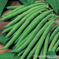 KENYAN FRENCH BEANS