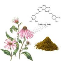 Echinacea P.E.