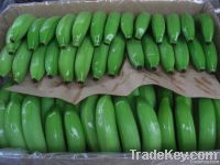 GREEN BANANAS