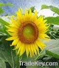 Export Refined Sunflower Oil | Pure Sunflower Oil Suppliers | Crude Sunflower Oil Exporters | Edible Oil Supplier | Plant Oil Supplier | Refined Sunflower Oil Traders | Raw Sunflower Oil Buyers | Pure Sunflower Oil Wholesalers | Low Price Sunflower Oil | 