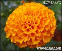 Marigold flower