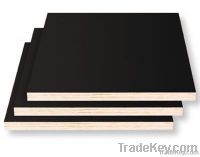 GLUE FACED PLYWOOD