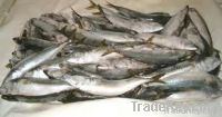 Frozen Fish ( Morocco )