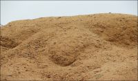 Wood Sawdust