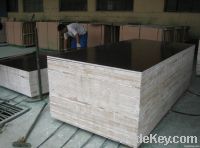 Constrution Plywood