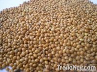 yellow millet in husk