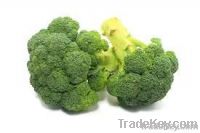 Fresh Broccoli