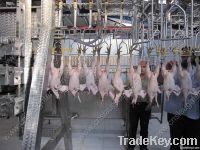 Poultry Slaughter Equipment/ Slaughtering Machine:Plucker