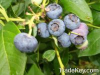 Sycamorebranch Berries