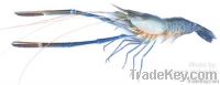 PSF Shrimp