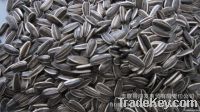 SUNFLOWER SEEDS