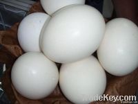 ostrichs eggs, ostrichs feathers,