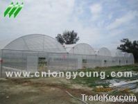 Plastic Film Multi-Span Greenhouse