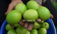 Taiwan Best Agricultural Farm Fresh Honey Jujube Fruit