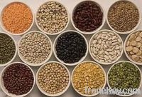 Kidney beans, Channa Dhal, Sorghum, Mung bean, Chickpeas, Lentils