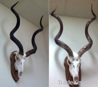 Animal horns