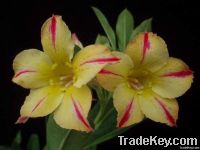 Adenium Obesum Desert rose