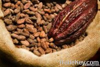 Cocoa Beans