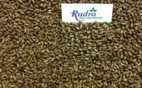 Cassia Tora Seed