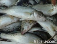Seabass