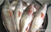 Red Drum