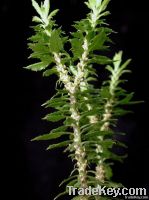 Huperzia Serrata extract &amp; Huperzine A