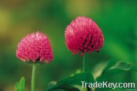 Red Clover extract