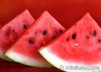 WATER MELON