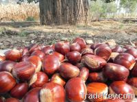 Chinese fresh chestnut in shell, biggest factory