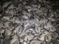 Fresh Export Quality Silver Pomfret (300gm++)