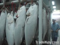 Frozen Skipjack tuna whole round
