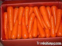 FRESH CARROT