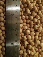 Chickpea