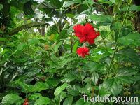 South Pacific Hibiscus Flowers