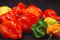 HOT PEPPER