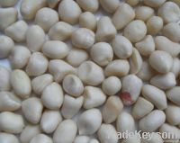 blanched peanut 51/61