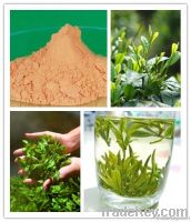 Green tea extract
