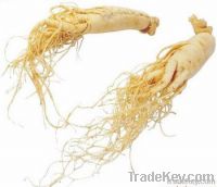 American Ginseng Extract ( Pesticide Free)