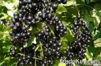 Blackcurrant Extract