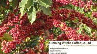 Arabica  Coffee Beans