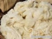 Sheep Wool From Georgia In Bulk