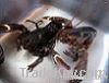 Live Canadian Premium Lobster