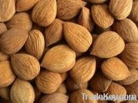 apricot kernels