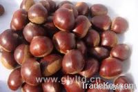 Chest nuts