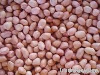 peanut kernel